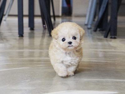 Teacup Pomsky, Teacup Dogs For Sale, Teddy Bear Face, Teacup Poodle Puppies, Micro Teacup Puppies, Teacup Puppy, Teacup Poodle, Teacup Dogs, Cute Fluffy Dogs