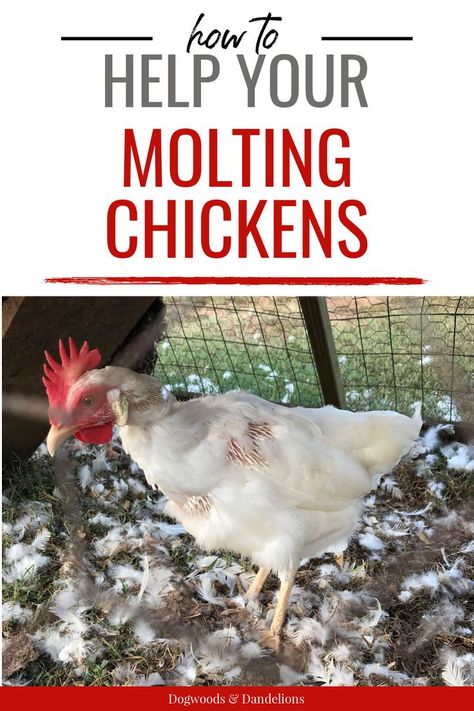 Uses For Chicken Feathers, Chickens Losing Feathers, Chicken Molting, Molting Chickens, Herbs For Chickens, Chicken Raising, Baby Chicks Raising, Chicken Poop, Egg Laying Chickens