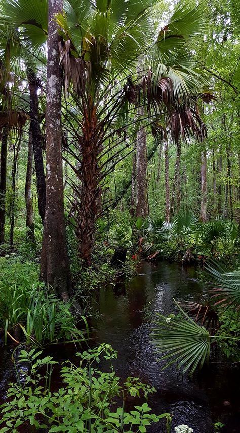 South American Jungle, Tropical Rain Forest, Florida Swamp Aesthetic, Sarasota Jungle Gardens Florida, Florida Trail, Cypress Swamp, Jungle Life, Mangrove Swamp, Tropical Resort