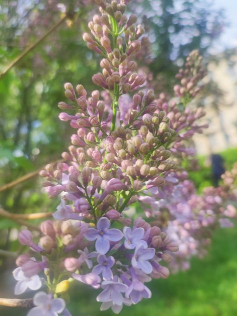 Spring Flowers Aesthetic, Lilac Aesthetic, Baby Aesthetic, Aesthetic Places, Flowers Aesthetic, Nature Aesthetic, Spring Flowers, Lilac, Flowers