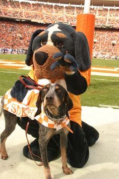 smokey mascot picture | Smokey" the mascots of the Tennessee Volunteers (Vols) - Knoxville ... Tennessee Mascot, University Of Tn, Tn Football, Ut Football, Rocky Top Tennessee, Tennessee Girls, Tennessee Volunteers Football, Tn Vols, Bluetick Coonhound