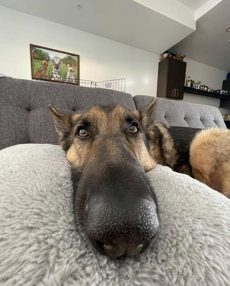 Silly Animal Pictures, Dog Design Art, German Sheperd Dogs, German Shepherd Art, German Shepherd Pictures, Funny Dog Faces, German Shepherd Funny, Goofy Dog, Cute Dogs Images