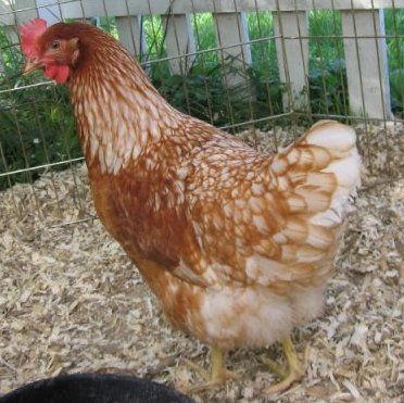 Golden Buff City Homestead, Chicken Patterns, Farm Dream, Rhode Island Red, Raise Chickens, Chicken Pattern, Herb Gardening, Home Farm, Outdoor Leisure