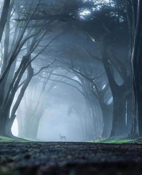 Cypress Tree Tunnel, Tree Tunnel, Point Reyes National Seashore, Point Reyes, Foggy Morning, Cypress Trees, Photo Caption, Natural Park, Destination Voyage