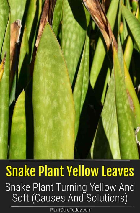 Snake plants are easy-to-grow houseplants but can experience yellowing leaves. Learn why your snake plant leaves turn yellow and the solutions to treat them. Why Is My Snake Plant Turning Yellow, Snake Plant Yellow Leaves, Snake Plant Decor, Plant Leaves Turning Yellow, Houseplants Decor, Easy To Grow Houseplants, Snake Plant Care, Houseplant Care, Yellow Snake