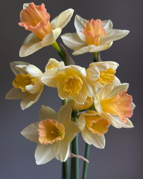 Erika Stephens’s Instagram profile post: “Blushing Lady #narcissus #flowerfarmer” Narcissus Flower Photography, Narcissus Photography, Narcissus Flower Aesthetic, Daphodil Flower, Persephone Tattoos, Narcissus Flower Bouquet, Spotted Flower, Daffodil Photography, Plant Song