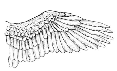 Angel wing template Drawing Wings, Wings Sketch, Bird Nest Craft, Into Drawing, Bird Cartoon, Raven Wings, Owl Wings, Wings Drawing, Angel Wings Tattoo