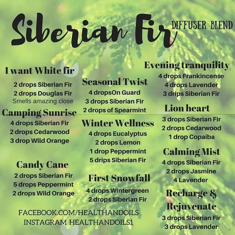 Siberian fir diffuser blends using Lemon, spearmint, wild orange, eucalyptus, on guard, peppermint, copaiba Siberian Fir Diffuser Blends, Best Smelling Essential Oils, Christmas Diffuser Blends, Siberian Fir, Doterra Diffuser Blends, Doterra Essential Oils Recipes, Essential Oil Diffuser Recipes, Oil Diffuser Recipes, Essential Oil Mixes