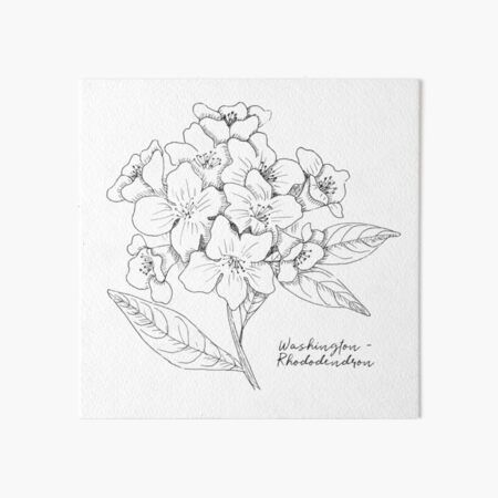 Washington State Flower Tattoo, Rhododendron Drawing Simple, Coast Rhododendron Tattoo, Pacific Rhododendron Tattoo, Rhododendron Drawing, Rhododendron Tattoo, Coast Rhododendron, Flower Illustration Art, State Tattoos