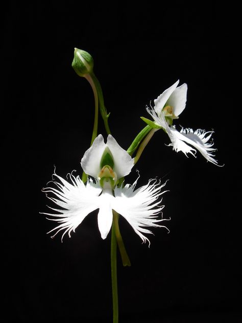 Habenaria Radiata, Egret Orchid, Flying Duck Orchid, Monkey Orchid, White Egret, Birds In The Sky, Cat Faces, Rose Seeds, Moth Orchid