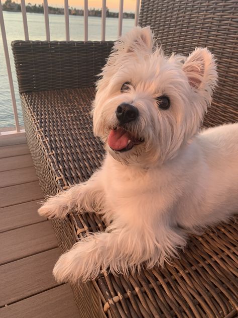 West Highland White Terrier Aesthetic, Westie Aesthetic, Western Terrier, West Terrier, Teddy Bear Dog, Westie Puppies, Westie Dogs, Baby Animals Pictures, White Terrier