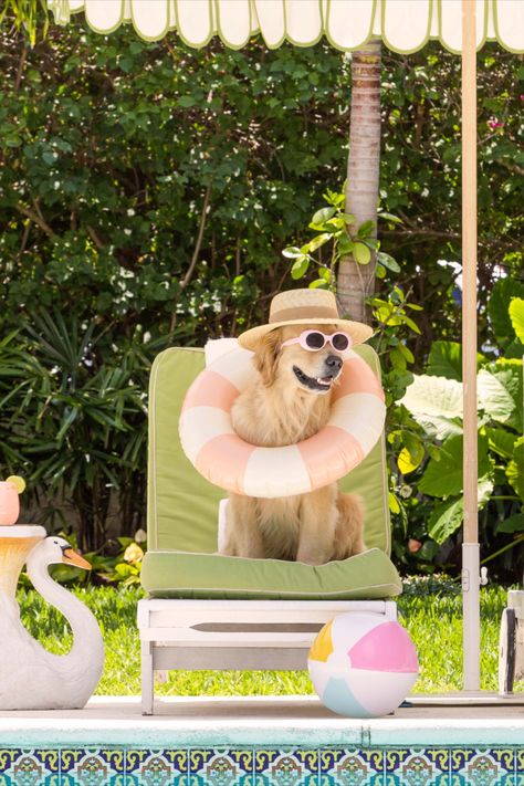 Weekend ready! Shop Gray’s adorable Dogs of Palm Beach series at graymalin.com today Roxy Photoshoot, Palm Royale, Colony Hotel, The Dog Star, Dog Dye, The Colony Hotel, Beach Prints, Dog Cafe, Gray Malin