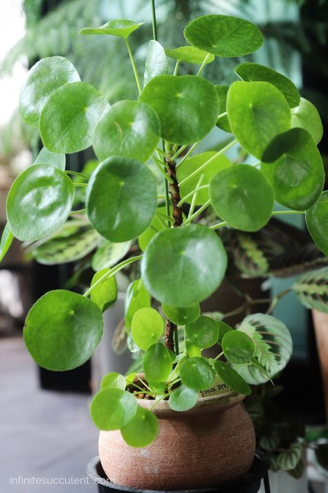 Here are some of the reasons why the Pilea peperomioides is great: 1. They prefer bright yet indirect light. 2. They grow fast! 3. They are easy to care for & maintain 4. They reproduce readily, sending off baby offshoots that can be easily transplanted. That is why they are often called the Pass-It-Along or Friendship Plant and 5. They have a super appealing look with those round glossy and deep green leaves. Click through to learn how to care for these beautiful house plants. Round Leaf Plant, Chinese Money Plant Care, Beautiful House Plants, Money Plant Care, Friendship Plant, Pilea Plant, Inktober 2023, Succulent Landscaping, Desk Plants