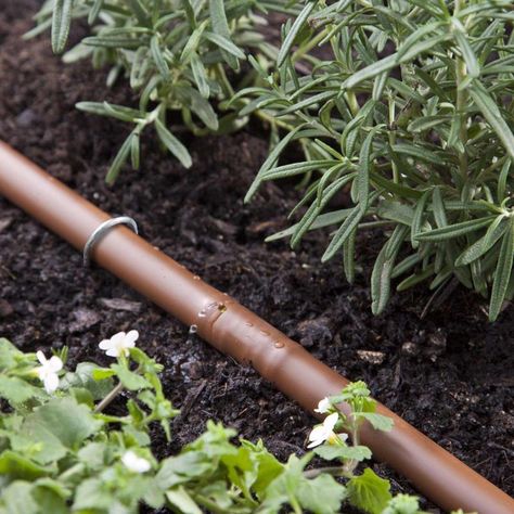 ChicagoLandGardening: Cultivate, Decorate, Celebrate! Drip Watering System, Garden Watering System, Drip System, Watering System, Garden Kit, Vegetable Gardens, Drip Irrigation, Plant Health, All Vegetables