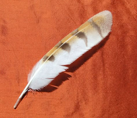 Owl Feather Tattoos, Wood Feathers, Feather Identification, Owl Feathers, Wood Feather, Feather Drawing, Barn Owls, Owl Feather, Curiosity Cabinet