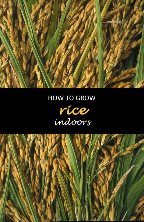 How To Grow Rice At Home, Rice Garden, Rice Cultivation, Growing Rice, Rice Crop, Rice Plant, Rice Varieties, Long Grain Rice, Garden Veggies