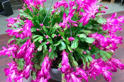 ¿Cactus de Navidad o Cactus navideño? Los cuidados que necesita para florecer Cactus For Sale, Cactus Leaves, Easter Cactus, Fertilizer For Plants, Christmas Cactus, Root System, Bonsai Garden, Home Gardening, Cactus Garden