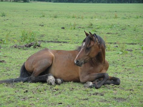 Horse Lying Down Reference, Horse Laying Down Reference, Horses Laying Down, Foal Laying Down, Horse Laying Down Drawing, Horse Lying Down, Horse Looking Back, Bay Pony, Horse Laying Down