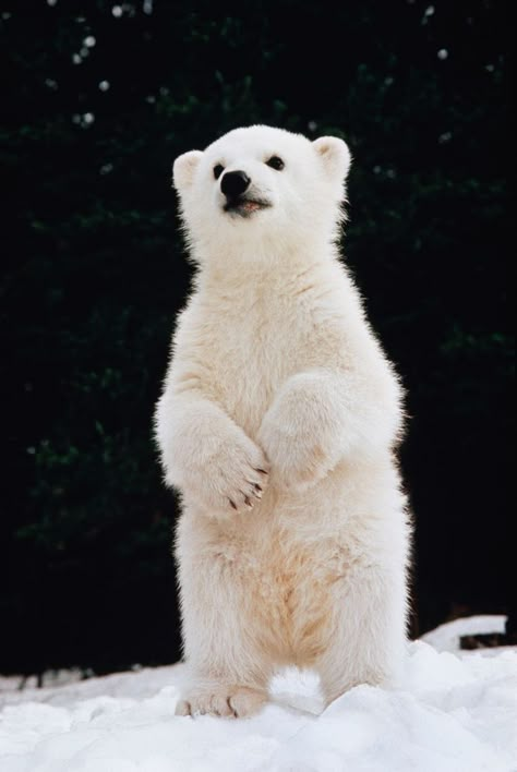 Baby Polar Bears Animal Babies, Bear Love, Awesome Animals, Animal World, Favorite Animals, Cute Critters, Polar Bears, Wild Things, Animal Pics