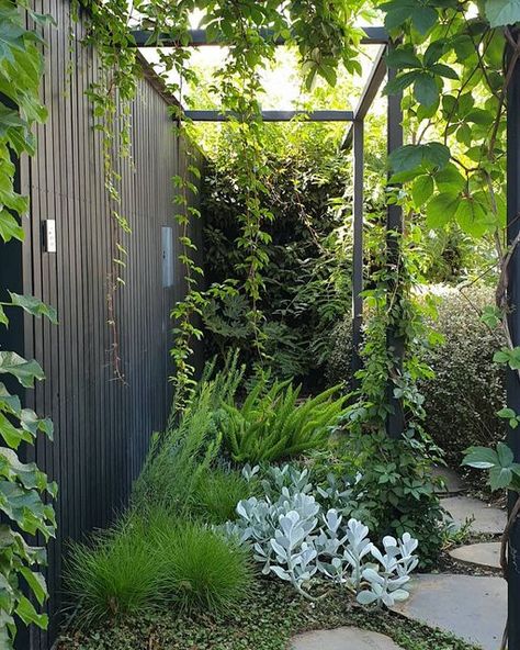 Lush Courtyard Garden, Townhouse Garden, Plant Names, Small Courtyard Gardens, Courtyard Gardens Design, Front Garden Design, Instagram Landscape, Australian Garden, Walled Garden