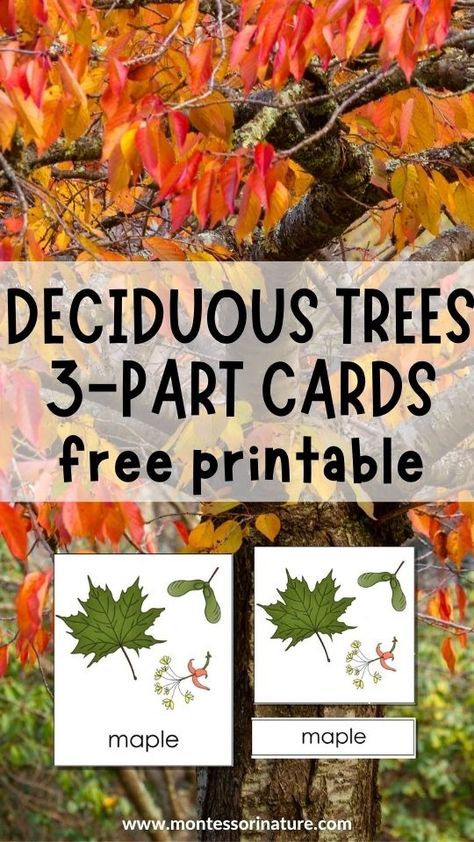 Free Printables - Deciduous Trees 3-Part Cards and Student Book for Coloring and Handwriting - Montessori Nature Printables Trees Preschool Activities, Trees Preschool, What Is Montessori, Nature Printables, Free Educational Printables, Learning Printables, Montessori Ideas, Student Book, Montessori Education