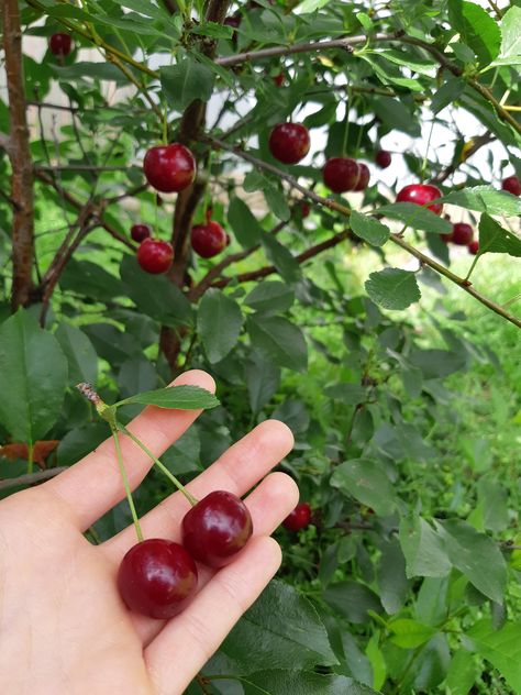 My first time growing my own fruit! Sour cherries in Canada zone 3b 3b Gardening, Bushes Aesthetic, Cherry Fruit Tree, Cherry Plant, Fruit Growing, Garden Goddess, Cherry Girl, Sour Cherries, Sour Cherry