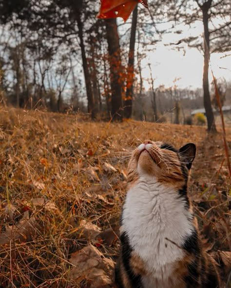 Cat Aesthetic Calico, Cat Outside Aesthetic, Fall Cats Aesthetic, Tortie Cat Aesthetic, Autumn Cat Aesthetic, Fall Cat Aesthetic, Cats In Fall, Cat Fall Aesthetic, Calico Aesthetic