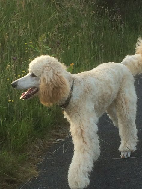 Pretty poodle -Connie smiling Blonde Poodle, Dog Hairstyle, Cream Poodle, Poodle Hairstyles, Apricot Standard Poodle, Poodle Party, Small Poodle, Poodle Hair, Parti Poodle