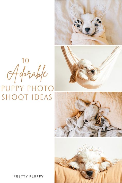 6 Month Puppy Photoshoot, Dog Breeder Photoshoot, How To Take Cute Puppy Pictures, Doggie Photoshoot Ideas, New Puppy Pictures, Puppy Shoot Ideas, Newborn Puppies Photography, Puppy Milestones Photos, Puppy Portraits Pet Photography