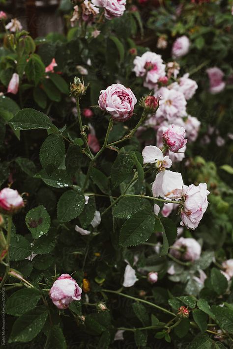 Wolves Aesthetic, Rose Bush, Vancouver Canada, Flowers Photography, Wolves, This Moment, Personal Branding, Pink Rose, Pink Roses