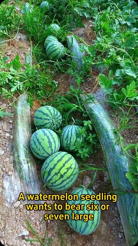 Gardening Soul | fertilizer from eggshells #gardeninggoals #gardeningistherapy #gardeningtips #gardeninglife #gardening_love #gardeninguk #gardening101... | Instagram Planting Watermelon, Garden Diy Hacks, Gardening Gift Set, Watermelon Plant, Productive Garden, Diy Herb Garden, Vintage Garden Decor, Garden Edging, Garden Tips