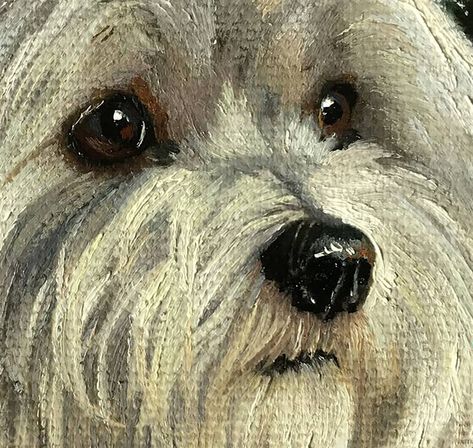 Miniature Havanese bichon Painting by Tatjana Cechun | Saatchi Art Shitzu Painting, Bichon Painting, Yorkie Painting, Pet Tattoo Ideas, Dog Sketches, Draw Dogs, Painted Dogs, Pet Tattoos, Painting Dogs