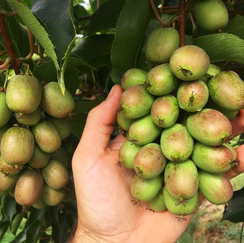 Figure 1. Ripening hardy kiwis on the plant. Photo by Will Hastings, University of New Hampshire. Hillside Orchard, Kiwi Tree, Hardy Kiwi, Kiwi Vine, Kiwi Berries, University Of New Hampshire, Plant Zones, Stone Lantern, Kiwi Fruit