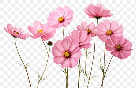 Journal Cutouts, Pink Cosmos Flowers, Libra Color, Pink Cosmos, Png Flower, Cosmos Flowers, Light Pink Flowers, Pink Daisy, Text On Photo