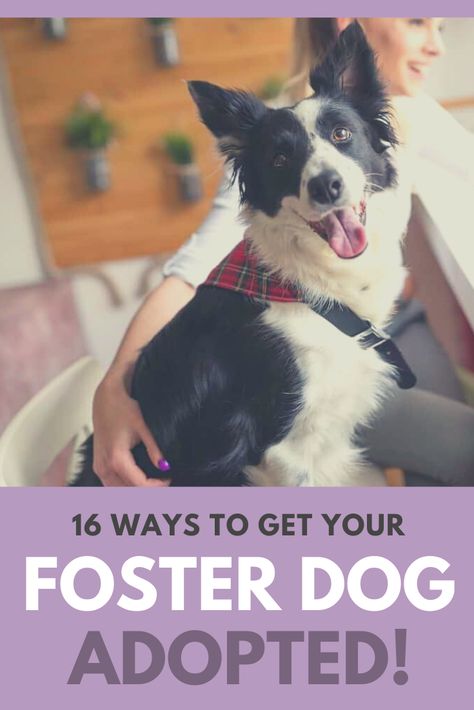 Foster Puppy Set Up, Fostering Animals, Dog Fostering Tips, Dog Fostering, Fostering Dogs, Foster Dog Tips, Dog Foster, Foster Dog Set Up, Dog Obedience Training