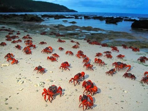 Christmas Island Crabs, Tacloban City, Swimming With Whale Sharks, Christmas Island, Hidden Beach, Crustaceans, Family Holidays, Beautiful Animals, Suitcases