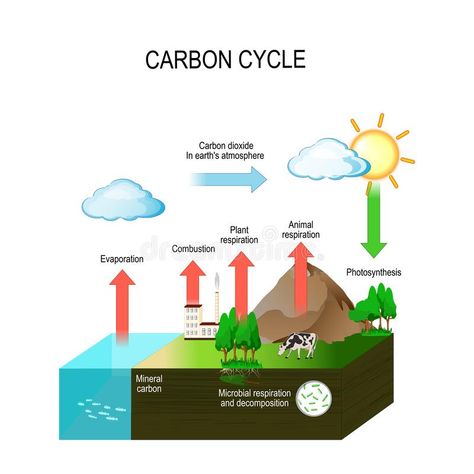 Carbon Cycle Drawing, Cycle Illustration, Plant Biology, Cycle Drawing, Nitrogen Cycle, Carbon Cycle, Nature Science, Earth Atmosphere, Carbon Dioxide