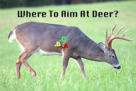 Informative Breakdown of Where to Aim at Deer & the Results - Petersen's Hunting Hunting Deer Tips, Where To Shoot A Deer, Whitetail Deer Hunting Tips, Backyard Archery Range Diy, Hunting Hacks, Deer Processing, Bow Hunting Tips, Hunting Ideas, Meat Butcher