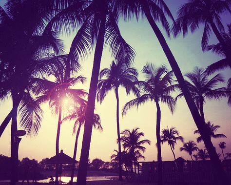 cali, palm trees, 2014 Aesthetic, Tumblr Girly Aesthetic 2013, Summer Tumblr, 2010s Aesthetic, Wow Photo, 2010s Nostalgia, 2013 Swag Era, Pink Tumblr Aesthetic, Naha