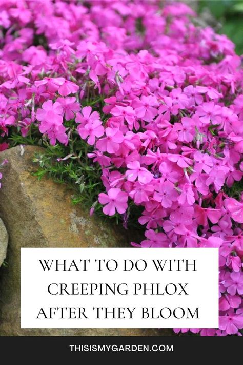 Up close image of creeping phlox blooms that are bright fuchsia. From thisimygarden.com. Creeping Phlox And Tulips, Creeping Phlox In Container, Phlox Garden Ideas Flower Beds, Creeping Phlox Ideas Flower Beds, Creeping Phlox Landscaping, Creeping Phlox Ideas, Phlox Flower Perennial Plant, Creeping Phlox Ground Cover, Phlox Ground Cover