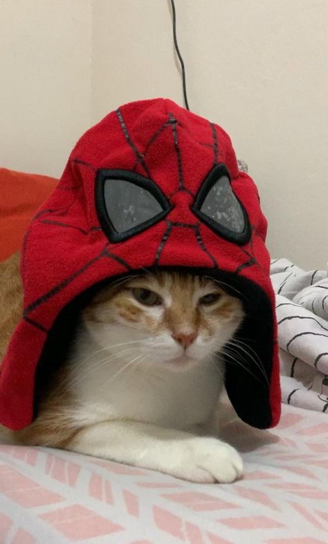 Spiderman Cat Pfp, Cat In A Suit, Cat Pfp Cute, Cat Spiderman, Funny Videos Of Cats, Pinterest Pfp, Cute Cat Pfp, Icon Cat, Spider Cat