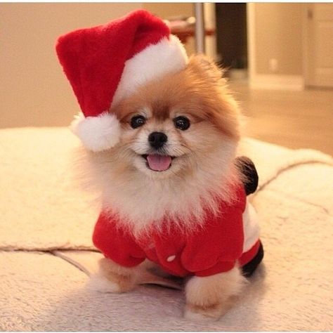 Regnul Animal, Cute Little Puppies, Labrador Retrievers, Christmas Puppy, Pomeranian Dog, Pomeranian Puppy, Cute Dogs And Puppies