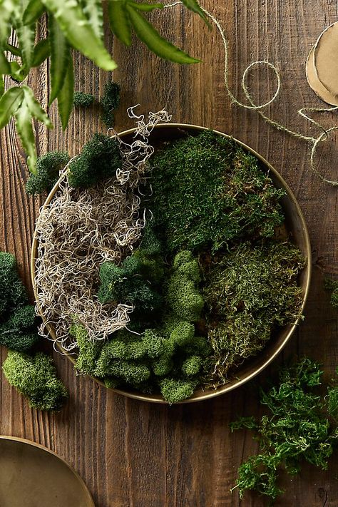 Preserved Mood Moss, Set of 6 Mossy Table Centerpiece, Moss Centerpieces, Forest Vibes, Wood Centerpiece, Natural Mood, Moss Decor, Wood Centerpieces, Moss Wall Art, Moss Art