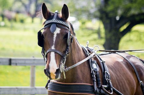 Horse Driving, Driving Horses, Driving Aesthetic, Horse Cart, Carriage Driving, Miniature Horses, Horse Harness, Training Ideas, Round Pen