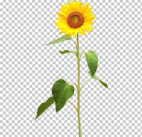 Common Sunflower, Photography Png, Sunflower Plant, Sunflower Leaves, Planting Sunflowers, Family Flowers, Flowers Petals, Plant Stem, Watercolor Sunflower