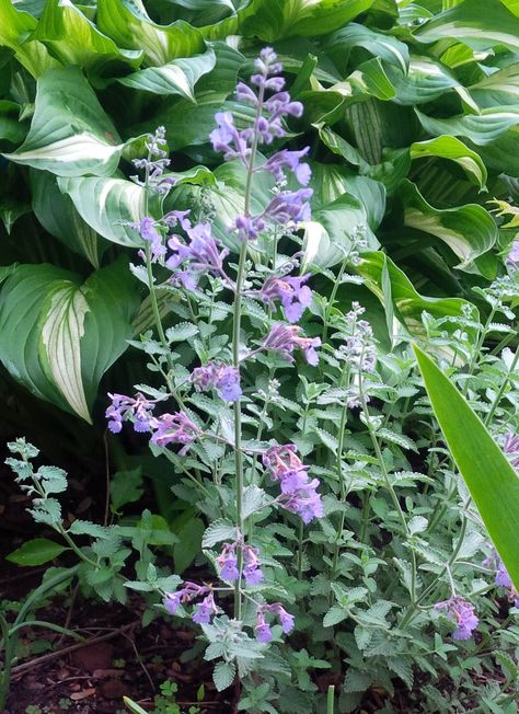 Catmint, often used as an ornamental perennial, is related to catnip and also attracts cats. Catmint Uses, Cat Mint Landscaping, Cat Mint Plant, Mint Plant Uses, Texas Gardens, Cat Mint, Mint Plant, Mint Flower, Mint Flowers