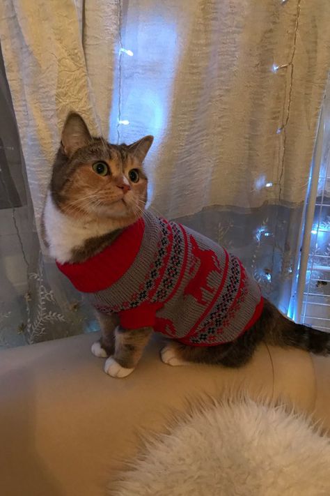 Animals Wearing Sweaters, Silly Sweaters, Cat In A Sweater, Cat In Sweater, Cats In Sweaters, Cat Cardigan, Animal Clothes, Cat Christmas Sweater, Christmas Pj