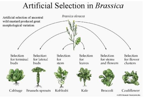 Kale, Brussels sprouts, cauliflower, and cabbage are all varieties of a single magical plant species - Brassica oleracea - aka wild mustard @ Vox  -  Though they're all the same species, these various crops are cultivars — different varieties bred to have desirable qualities for human purposes. Garden Farming, Plant Breeding, Selective Breeding, Broccoli Cauliflower, Aquaponics System, Plant Species, Flower Bud, Brussel Sprouts, Botany