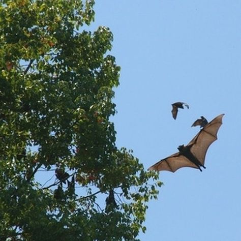 Folklore has made most people afraid of bats, but bats rarely ever bite humans. Bat Deterrent, Bats In Attic, Bat Repellent, Peppermint Oil Hair, Getting Rid Of Bats, Ant Bait, Deer Fly, Natural Insecticide, Flying Fox