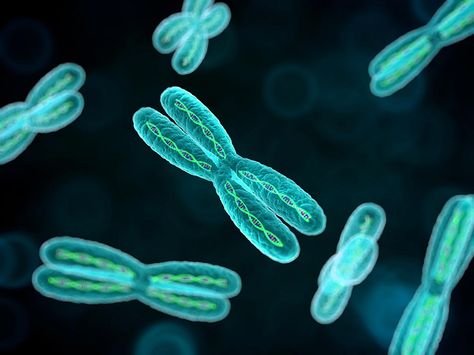 Mthfr Gene Mutation, Mthfr Gene, X Chromosome, Biology Art, Gene Therapy, Genetic Mutation, Genetic Testing, Cell Membrane, Molecular Biology